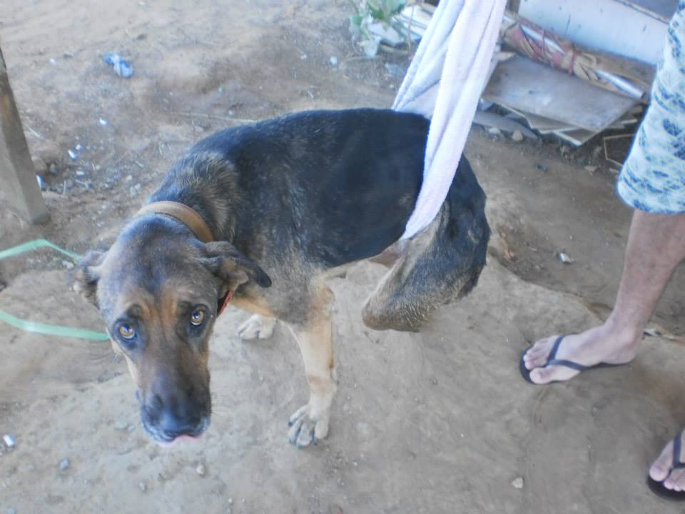 "Em busca de um lar". As imagens da cadela já foram compartilhadas por mais de 400 pessoas em Goiânia.