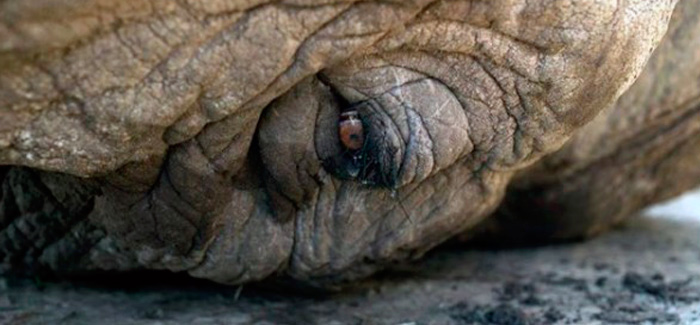 ELEFANTE RAJU (2)