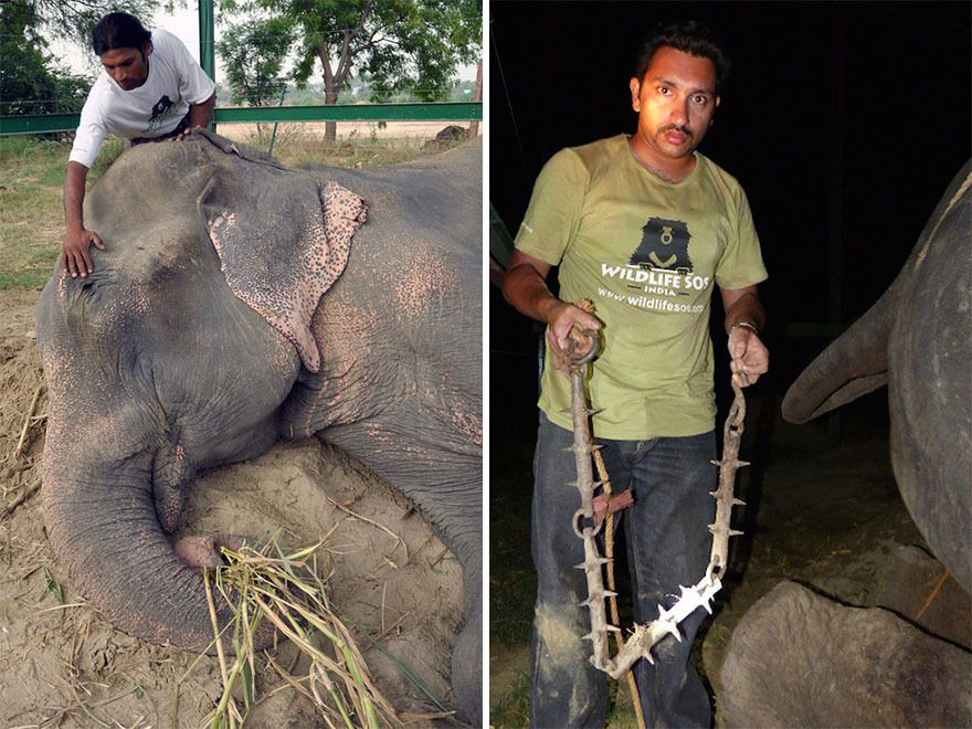 ELEFANTE RAJU (3)