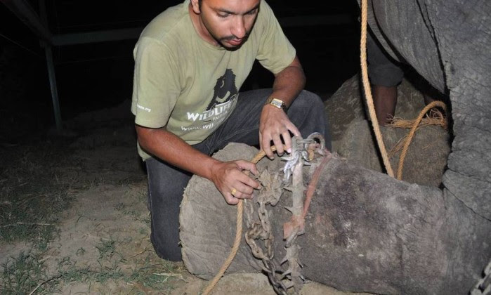 ELEFANTE RAJU (4)