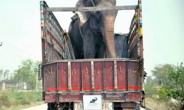 ELEFANTE RAJU (5)