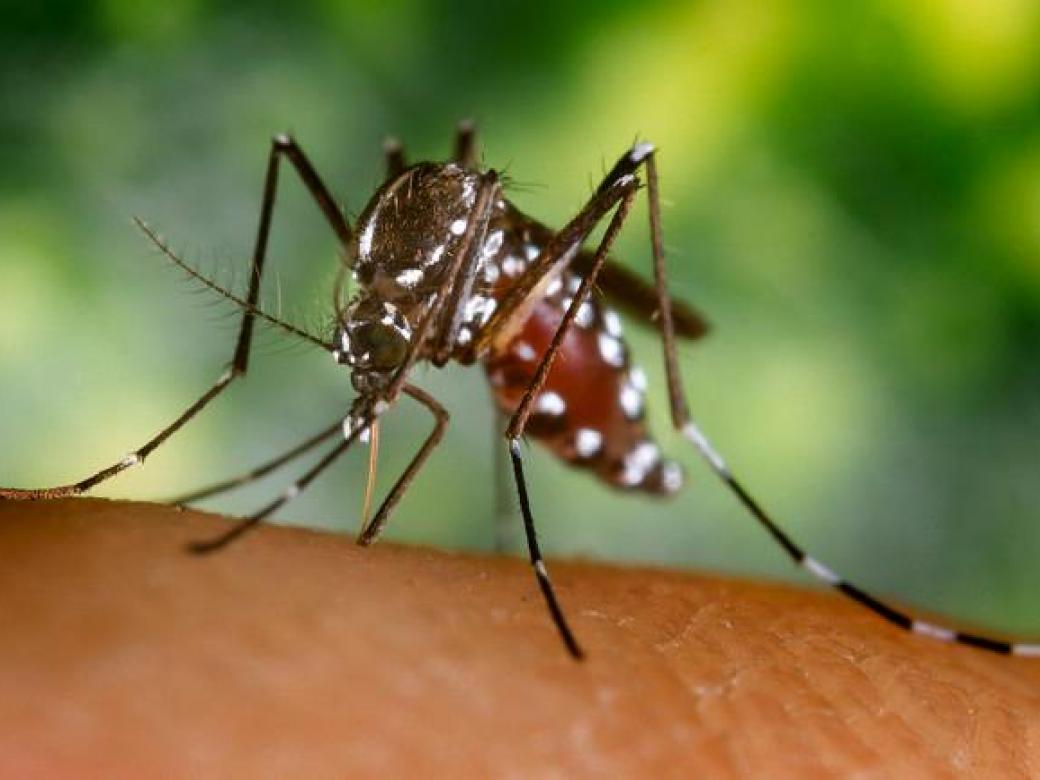 A doença é causada por um vírus do gênero Alphavirus e transmitida por mosquitos do gênero Aedes