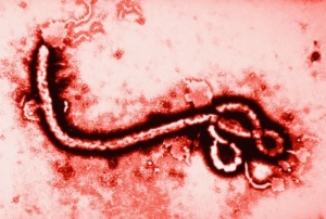 ebola-virus