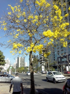 Ipê/ Centro de Goiânia | Registro do jornalista Cássio Neves