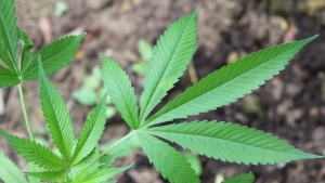 canabidiol é uma das substâncias químicas encontradas na Cannabis | Foto: Maj. Will Cox/ Georgia Army National Guard