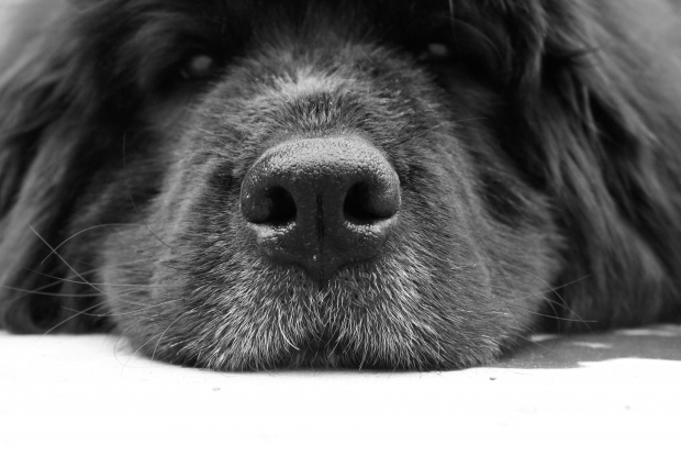 Reprodução (Enaaa/DeviantArt)