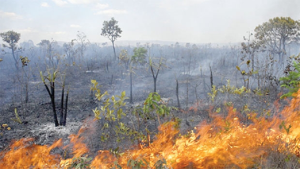 Queimadas estão entre os principais fatores de degradação do bioma Cerrado, que abriga mais de 10 mil espécies de plantas | Divulgação