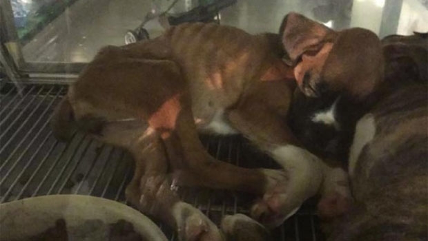 A foto que viralizou na internet: um cão, como uma criança, é uma das poucas criaturas ainda capazes de causar extrema comoção | Arquivo pessoal