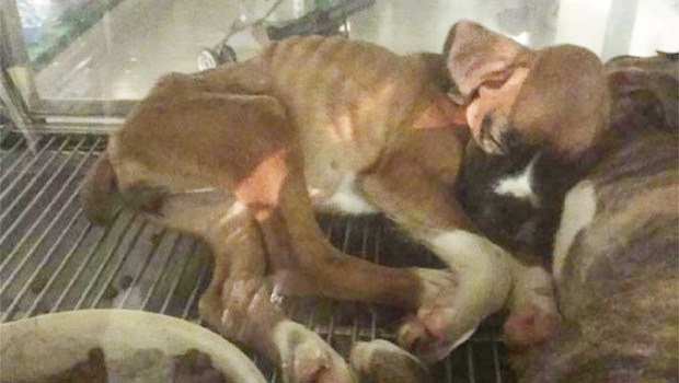 História da menina de 5 anos violentada em Anápolis é comparada à do cachorro supostamente vítima de maus-tratos em artigo do presidente do CRMV