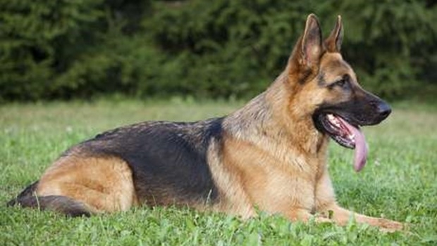 | Foto: Divulgação