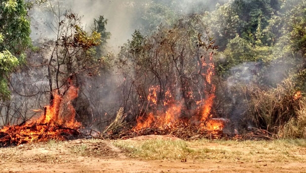 incêndio jardim botânico
