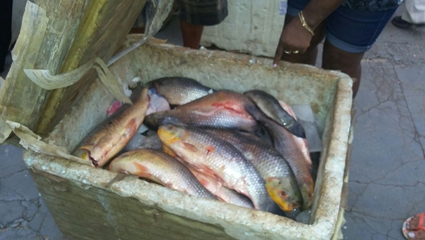 Pescado foi apreendido na BR-060, em Rio Verde | Divulgação/PRF