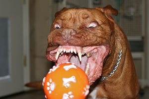 pit bulls 300px-Cachorrinho