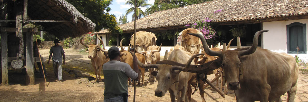 portfolio-fazenda-babilonia