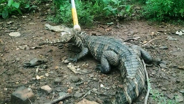 Jacaré é resgatado em quintal de casa em Jaraguá | Divulgação/Corpo de Bombeiras