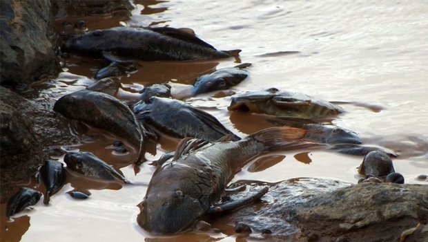 Peixes mortos pela falta de oxigênio e excesso de substâncias venenosas: e o desastre ainda não chegou ao mar | Divulgação/UOL