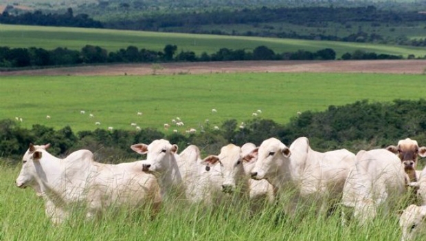 Fim de embargo à carne aumenta possibilidade de investimentos agropecuários 