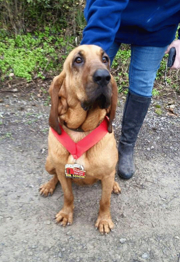 Cachorra participa de maratona 23cao