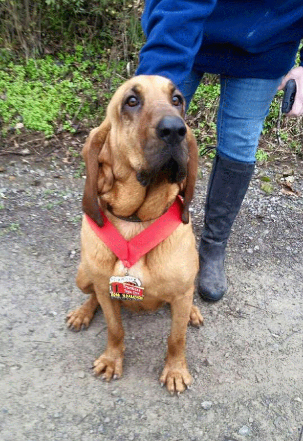 Cachorra participa de maratona 23cao