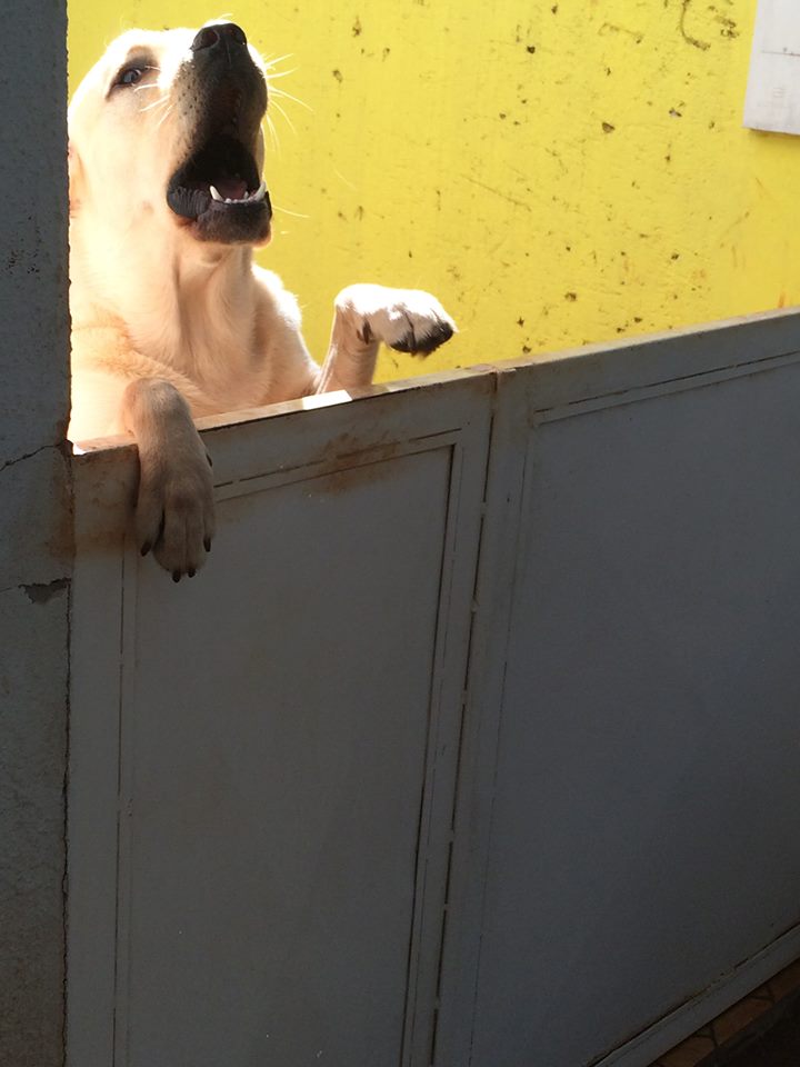 João meu labrador 11888077_1043427565668426_6473412122919832166_n