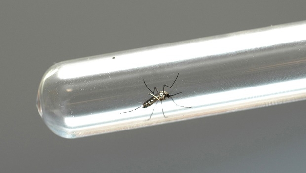 Pesquisadores vão analisar resultados após soltar mosquitos machos estéreis no meio ambiente | Foto: Venilton Kuchler/ANPr