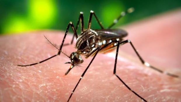 Notificações de casos de dengue aumentaram nas duas primeiras semanas | Foto: Divulgação