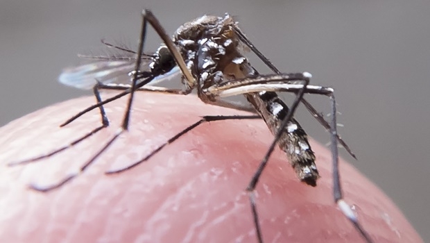 Foto: Rafael Neddermeyer/ Fotos Públicas 