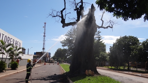 Bombeiro tenta apagar chamas da árvore | Foto: Ascom / Prefeitura de Rio Verde 