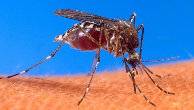 Doença também é transmitida pela picada de um mosquito, o Haem | Foto: Arquivo Wikipédia