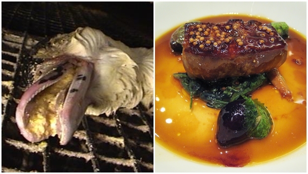 Fotos: Reprodução/Wikipédia e Peta UK