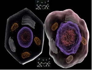 Uma célula normal e uma tumorosa: a "fosfo" pode mesmo agir contra a segunda? | Foto: www.portalsaudenoar.com.br