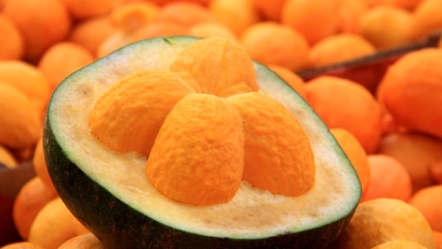 O Tocantins é o segundo maior produtor do pequi | Foto/Sebrae