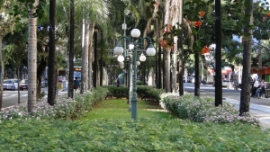 Canteiros centrais da Avenida Goiás estão sob ameaça: projeto do BRT pode destruir o paisagismo da via | Foto: Divulgação