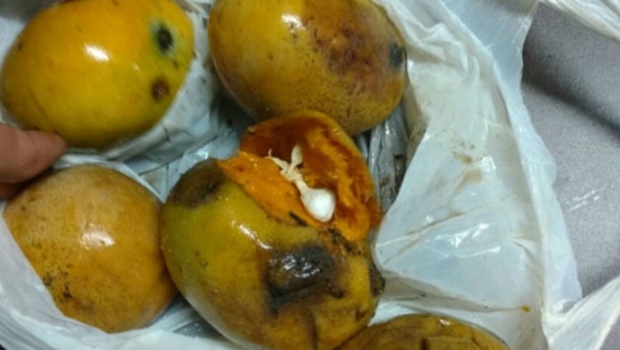 | Foto: Reprodução