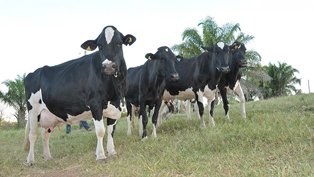 No estado goiano, mais de 60 mil produtores se dedicam a atividade leiteira | Foto: Divulgação/Sebrae