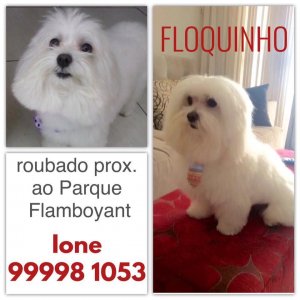 floquinho-roubado