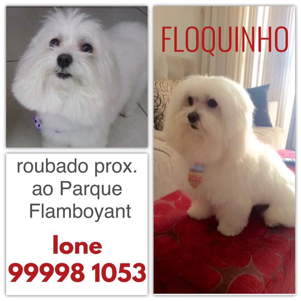 floquinho-roubado