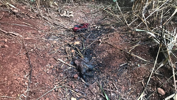 A Polícia Civil apresenta motoristas da Uber responsáveis pelo homicídio e ocultação de cadáver de homem em Goiânia_ JornalOpção