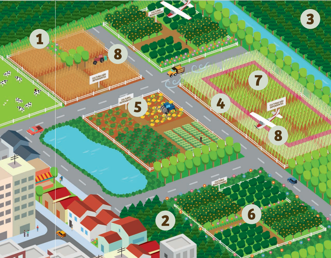 Boas práticas para proteger abelhas de agrotóxicos