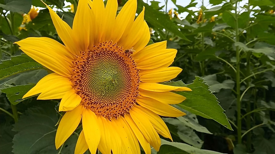Abelhas, girassóis e agrotóxicos