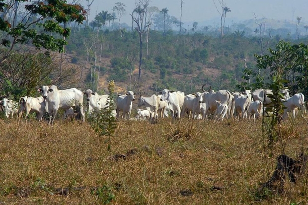 Queimada agropecuária