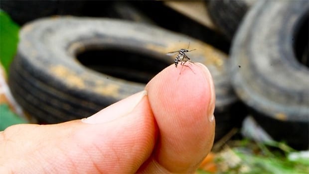 Dengue em Goiás | Foto: reprodução