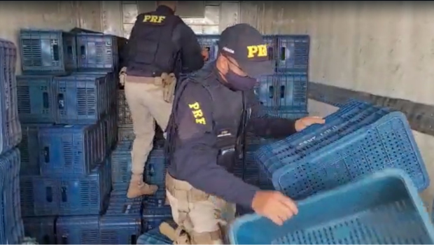 prf apreende queijo