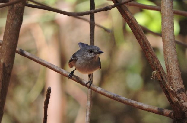 Aves do Cerrado