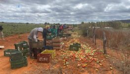 Escravidão em Goiás e no Brasil