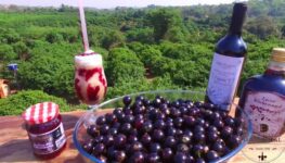 vinhos-licor-jabuticaba-nova-fatima-goias