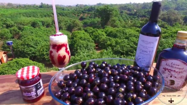 vinhos-licor-jabuticaba-nova-fatima-goias