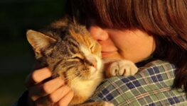 gatos-felinos-animais-estimação