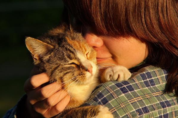 gatos-felinos-animais-estimação