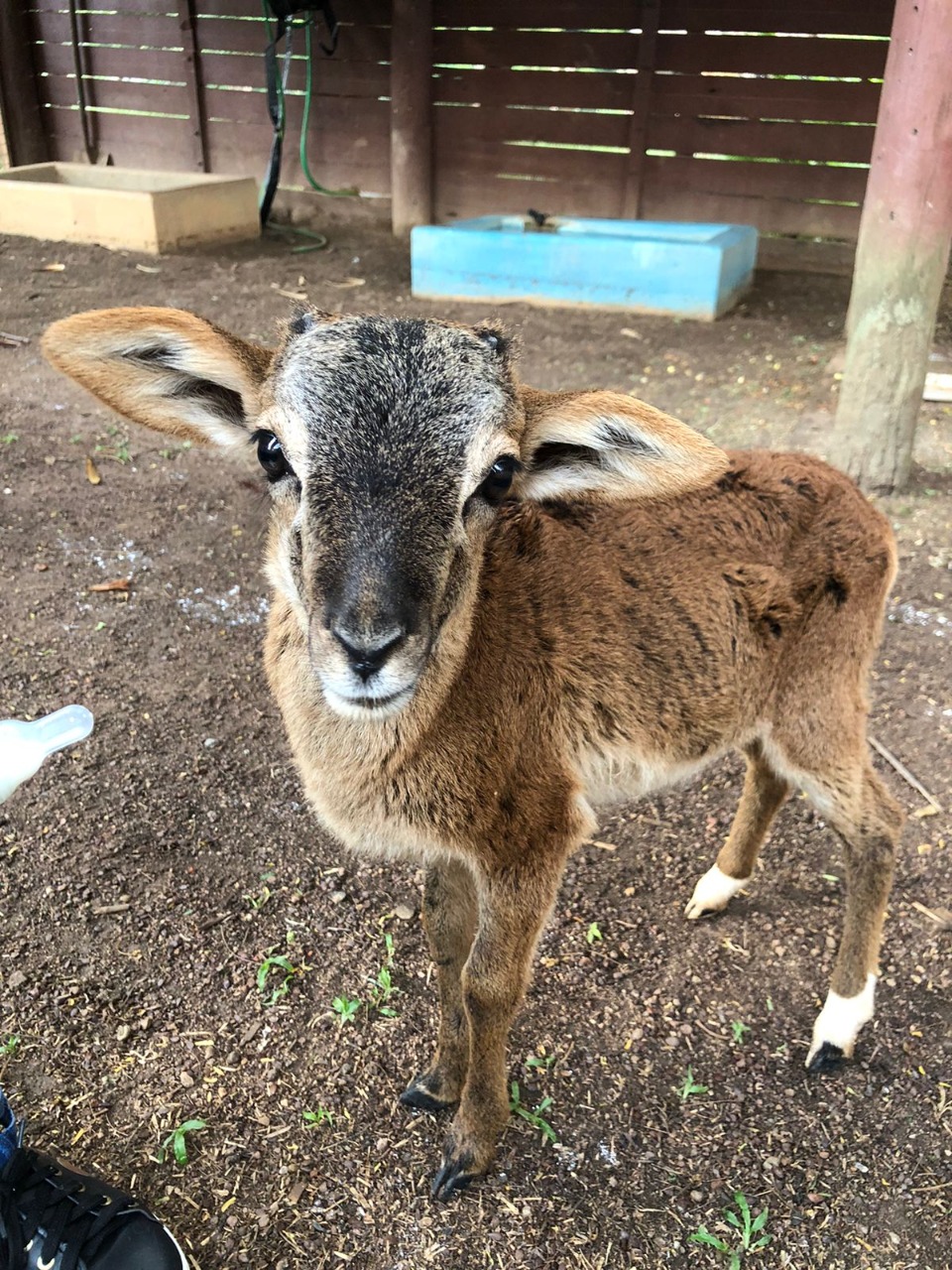 mouflon asiático